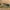 Smėlinė amofila - Ammophila sabulosa | Fotografijos autorius : Agnė Našlėnienė | © Macrogamta.lt | Šis tinklapis priklauso bendruomenei kuri domisi makro fotografija ir fotografuoja gyvąjį makro pasaulį.