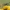 Smėlinė amofila - Ammophila sabulosa | Fotografijos autorius : Gintautas Steiblys | © Macrogamta.lt | Šis tinklapis priklauso bendruomenei kuri domisi makro fotografija ir fotografuoja gyvąjį makro pasaulį.