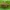Smailiablauzdis lapinukas - Polydrusus mollis | Fotografijos autorius : Žilvinas Pūtys | © Macrogamta.lt | Šis tinklapis priklauso bendruomenei kuri domisi makro fotografija ir fotografuoja gyvąjį makro pasaulį.