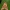 Smailiakampis pelėdgalvis - Phlogophora meticulosa | Fotografijos autorius : Gintautas Steiblys | © Macrogamta.lt | Šis tinklapis priklauso bendruomenei kuri domisi makro fotografija ir fotografuoja gyvąjį makro pasaulį.