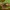 Smailiapilvis akuotvoris - Cercidia prominens ♂ | Fotografijos autorius : Žilvinas Pūtys | © Macrogamta.lt | Šis tinklapis priklauso bendruomenei kuri domisi makro fotografija ir fotografuoja gyvąjį makro pasaulį.