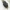 Smailiapilvis auksavabaliukas - Valgus hemipterus | Fotografijos autorius : Vidas Brazauskas | © Macrogamta.lt | Šis tinklapis priklauso bendruomenei kuri domisi makro fotografija ir fotografuoja gyvąjį makro pasaulį.