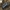 Smailiaragis mėšlavabalis - Copris lunaris ♀ | Fotografijos autorius : Kazimieras Martinaitis | © Macrogamta.lt | Šis tinklapis priklauso bendruomenei kuri domisi makro fotografija ir fotografuoja gyvąjį makro pasaulį.
