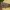 Smailiasparnis ratuotasis pelėdgalvis - Ipimorpha retusa | Fotografijos autorius : Žilvinas Pūtys | © Macrogamta.lt | Šis tinklapis priklauso bendruomenei kuri domisi makro fotografija ir fotografuoja gyvąjį makro pasaulį.