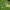 Smulkiažiedė sprigė - Impatiens parviflora | Fotografijos autorius : Gintautas Steiblys | © Macronature.eu | Macro photography web site