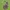 Smaragdinis žaliasprindis - Thetidia smaragdaria, vikšras | Fotografijos autorius : Gintautas Steiblys | © Macrogamta.lt | Šis tinklapis priklauso bendruomenei kuri domisi makro fotografija ir fotografuoja gyvąjį makro pasaulį.