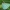 Smaragdinis žaliasprindis - Thetidia smaragdaria | Fotografijos autorius : Vidas Brazauskas | © Macrogamta.lt | Šis tinklapis priklauso bendruomenei kuri domisi makro fotografija ir fotografuoja gyvąjį makro pasaulį.