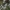 Smiltyninis gvazdikas - Dianthus arenarius | Fotografijos autorius : Agnė Našlėnienė | © Macrogamta.lt | Šis tinklapis priklauso bendruomenei kuri domisi makro fotografija ir fotografuoja gyvąjį makro pasaulį.