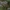 Smiltyninis gvazdikas - Dianthus arenarius | Fotografijos autorius : Kęstutis Obelevičius | © Macrogamta.lt | Šis tinklapis priklauso bendruomenei kuri domisi makro fotografija ir fotografuoja gyvąjį makro pasaulį.