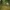 Smiltyninis gvazdikas - Dianthus arenarius | Fotografijos autorius : Vidas Brazauskas | © Macrogamta.lt | Šis tinklapis priklauso bendruomenei kuri domisi makro fotografija ir fotografuoja gyvąjį makro pasaulį.