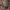 Smiltyninis juodvabalis - Opatrum sabulosum | Fotografijos autorius : Žilvinas Pūtys | © Macrogamta.lt | Šis tinklapis priklauso bendruomenei kuri domisi makro fotografija ir fotografuoja gyvąjį makro pasaulį.