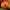 Smulkioji guotenė - Hygrocybe miniata | Fotografijos autorius : Ramunė Vakarė | © Macrogamta.lt | Šis tinklapis priklauso bendruomenei kuri domisi makro fotografija ir fotografuoja gyvąjį makro pasaulį.