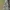 Miltuotoji ramalina - Ramalina farinacea | Fotografijos autorius : Gintautas Steiblys | © Macrogamta.lt | Šis tinklapis priklauso bendruomenei kuri domisi makro fotografija ir fotografuoja gyvąjį makro pasaulį.