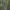 Sodinis šepetinukas - Orgyia antiqua, vikšras | Fotografijos autorius : Žilvinas Pūtys | © Macrogamta.lt | Šis tinklapis priklauso bendruomenei kuri domisi makro fotografija ir fotografuoja gyvąjį makro pasaulį.