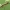 Sodinis šepetinukas - Orgyia antiqua | Fotografijos autorius : Vidas Brazauskas | © Macrogamta.lt | Šis tinklapis priklauso bendruomenei kuri domisi makro fotografija ir fotografuoja gyvąjį makro pasaulį.