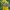 Sodinis pelėdgalvis - Cosmia trapezina | Fotografijos autorius : Žilvinas Pūtys | © Macrogamta.lt | Šis tinklapis priklauso bendruomenei kuri domisi makro fotografija ir fotografuoja gyvąjį makro pasaulį.