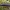 Sodinis puošniažygis - Carabus hortensis, lerva | Fotografijos autorius : Žilvinas Pūtys | © Macrogamta.lt | Šis tinklapis priklauso bendruomenei kuri domisi makro fotografija ir fotografuoja gyvąjį makro pasaulį.