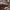 Sodinis puošniažygis - Carabus hortensis, lerva | Fotografijos autorius : Žilvinas Pūtys | © Macrogamta.lt | Šis tinklapis priklauso bendruomenei kuri domisi makro fotografija ir fotografuoja gyvąjį makro pasaulį.