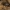 Sodinis puošniažygis - Carabus hortensis | Fotografijos autorius : Žilvinas Pūtys | © Macrogamta.lt | Šis tinklapis priklauso bendruomenei kuri domisi makro fotografija ir fotografuoja gyvąjį makro pasaulį.