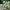 Sodinis putinas - Viburnum lantana | Fotografijos autorius : Gintautas Steiblys | © Macrogamta.lt | Šis tinklapis priklauso bendruomenei kuri domisi makro fotografija ir fotografuoja gyvąjį makro pasaulį.