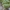 Skydblakė - Nezara viridula f. torquata ♀ | Fotografijos autorius : Žilvinas Pūtys | © Macronature.eu | Macro photography web site