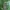 Sparva - Atylotus rusticus ♀ | Fotografijos autorius : Žilvinas Pūtys | © Macrogamta.lt | Šis tinklapis priklauso bendruomenei kuri domisi makro fotografija ir fotografuoja gyvąjį makro pasaulį.