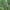 Sparva - Atylotus rusticus ♀ | Fotografijos autorius : Žilvinas Pūtys | © Macrogamta.lt | Šis tinklapis priklauso bendruomenei kuri domisi makro fotografija ir fotografuoja gyvąjį makro pasaulį.