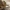 Sparva - Hybomitra lundbecki ♂ | Fotografijos autorius : Žilvinas Pūtys | © Macrogamta.lt | Šis tinklapis priklauso bendruomenei kuri domisi makro fotografija ir fotografuoja gyvąjį makro pasaulį.