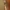 Dvispyglė skydblakė - Picromerus bidens | Fotografijos autorius : Žilvinas Pūtys | © Macronature.eu | Macro photography web site