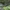 Taškuotasis kupriukas - Phaeostigma notata ♂ | Fotografijos autorius : Žilvinas Pūtys | © Macronature.eu | Macro photography web site