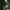 Beržinis šeriasprindis - Biston betularia, vikšras | Fotografijos autorius : Agnė Našlėnienė | © Macrogamta.lt | Šis tinklapis priklauso bendruomenei kuri domisi makro fotografija ir fotografuoja gyvąjį makro pasaulį.