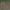 Stačioji dirsuolė - Bromopsis erecta | Fotografijos autorius : Kęstutis Obelevičius | © Macrogamta.lt | Šis tinklapis priklauso bendruomenei kuri domisi makro fotografija ir fotografuoja gyvąjį makro pasaulį.
