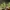 Vaistinis pataisas (Pataisas šarkakojis) – Lycopodium clavatum | Fotografijos autorius : Vidas Brazauskas | © Macronature.eu | Macro photography web site
