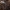 Stambiasporis pievagrybis - Agaricus urinascens ? | Fotografijos autorius : Žilvinas Pūtys | © Macrogamta.lt | Šis tinklapis priklauso bendruomenei kuri domisi makro fotografija ir fotografuoja gyvąjį makro pasaulį.