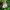 Stambioji dirvūnė - Volvopluteus gloiocephalus | Fotografijos autorius : Aleksandras Stabrauskas | © Macrogamta.lt | Šis tinklapis priklauso bendruomenei kuri domisi makro fotografija ir fotografuoja gyvąjį makro pasaulį.