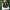 Stambioji šydabudė - Volvopluteus gloiocephalus (Volvariella gloiocephala) | Fotografijos autorius : Aleksandras Stabrauskas | © Macrogamta.lt | Šis tinklapis priklauso bendruomenei kuri domisi makro fotografija ir fotografuoja gyvąjį makro pasaulį.