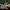 Stambusis nuosėdis - Cortinarius triumphans (Phlegmacium  triumphans) | Fotografijos autorius : Vitalij Drozdov | © Macrogamta.lt | Šis tinklapis priklauso bendruomenei kuri domisi makro fotografija ir fotografuoja gyvąjį makro pasaulį.
