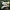 Stambusis nuosėdis - Cortinarius triumphans (Phlegmacium  triumphans) | Fotografijos autorius : Vitalij Drozdov | © Macrogamta.lt | Šis tinklapis priklauso bendruomenei kuri domisi makro fotografija ir fotografuoja gyvąjį makro pasaulį.