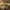 Stambusis nuosėdis - Cortinarius triumphans | Fotografijos autorius : Žilvinas Pūtys | © Macrogamta.lt | Šis tinklapis priklauso bendruomenei kuri domisi makro fotografija ir fotografuoja gyvąjį makro pasaulį.