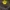 Statusis kiškiakopūstis - Oxalis stricta var. rufa | Fotografijos autorius : Gintautas Steiblys | © Macrogamta.lt | Šis tinklapis priklauso bendruomenei kuri domisi makro fotografija ir fotografuoja gyvąjį makro pasaulį.