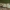 Smaragdinis smiltinukas - Staurophora celsia | Fotografijos autorius : Žilvinas Pūtys | © Macronature.eu | Macro photography web site