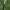 Juodaūsiai stiebalindžiai - Phytoecia nigricornis | Fotografijos autorius : Oskaras Venckus | © Macrogamta.lt | Šis tinklapis priklauso bendruomenei kuri domisi makro fotografija ir fotografuoja gyvąjį makro pasaulį.