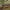 Stiklasparnė žiedmusė - Syrphus vitripennis ♀ | Fotografijos autorius : Žilvinas Pūtys | © Macrogamta.lt | Šis tinklapis priklauso bendruomenei kuri domisi makro fotografija ir fotografuoja gyvąjį makro pasaulį.