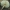 Dvokioji žvynabudėlė - Lepiota cristata | Fotografijos autorius : Gintautas Steiblys | © Macronature.eu | Macro photography web site