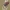 Storakojė dirvablakė - Gastrodes grossipes | Fotografijos autorius : Gintautas Steiblys | © Macrogamta.lt | Šis tinklapis priklauso bendruomenei kuri domisi makro fotografija ir fotografuoja gyvąjį makro pasaulį.