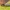 Storakojis uodas - Bibio clavipes ♀ | Fotografijos autorius : Žilvinas Pūtys | © Macrogamta.lt | Šis tinklapis priklauso bendruomenei kuri domisi makro fotografija ir fotografuoja gyvąjį makro pasaulį.