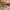 Storakojis uodas - Bibio clavipes ♂ | Fotografijos autorius : Žilvinas Pūtys | © Macrogamta.lt | Šis tinklapis priklauso bendruomenei kuri domisi makro fotografija ir fotografuoja gyvąjį makro pasaulį.