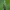 Storakojis uodas - Bibio lanigerus ♂ | Fotografijos autorius : Žilvinas Pūtys | © Macrogamta.lt | Šis tinklapis priklauso bendruomenei kuri domisi makro fotografija ir fotografuoja gyvąjį makro pasaulį.
