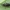 Storakojis uodas - Dilophus febrilis ♀ | Fotografijos autorius : Žilvinas Pūtys | © Macrogamta.lt | Šis tinklapis priklauso bendruomenei kuri domisi makro fotografija ir fotografuoja gyvąjį makro pasaulį.