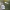 Strėlialapė papliauška - Sagittaria sagittifolia | Fotografijos autorius : Agnė Našlėnienė | © Macrogamta.lt | Šis tinklapis priklauso bendruomenei kuri domisi makro fotografija ir fotografuoja gyvąjį makro pasaulį.